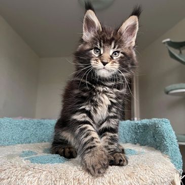 Fluffy tabby kitten with big ears sitting on a cozy perch.