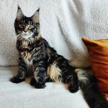 Fluffy Maine Coon cat sitting on a cozy couch with a white blanket and orange pillow.