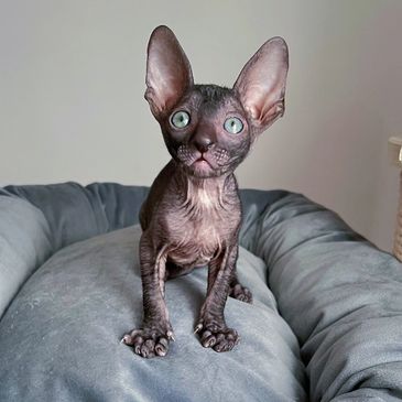 A small hairless Sphynx kitten with large ears standing on a gray cushion.