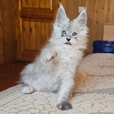 Fluffy kitten with its tongue out, raising a paw playfully indoors.