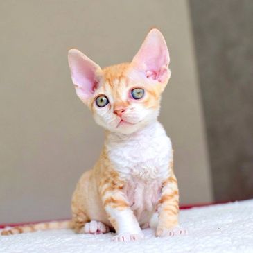 A small orange and white kitten with large ears sitting on a white surface.