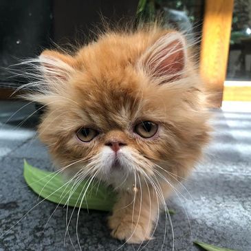 Fluffy brown kitten with a serious expression walking on the floor.