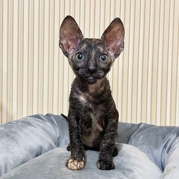 A small, curious Devon Rex kitten with large ears sitting on a plush gray surface.