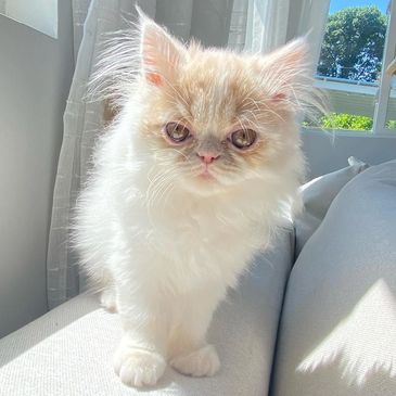 Fluffy cream-colored kitten standing on a white couch by a sunny window.