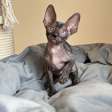 A hairless Sphynx kitten with large ears sits on a gray blanket.