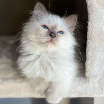 Fluffy white kitten with blue eyes resting on a soft surface.