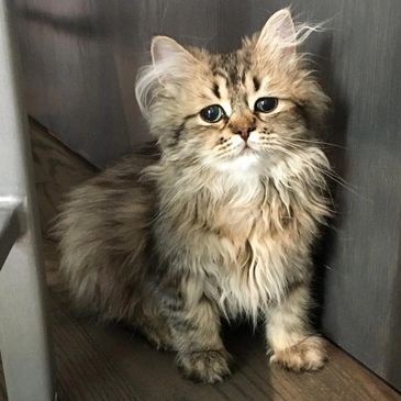 Fluffy brown tabby kitten sitting on a wooden floor beside a wall.