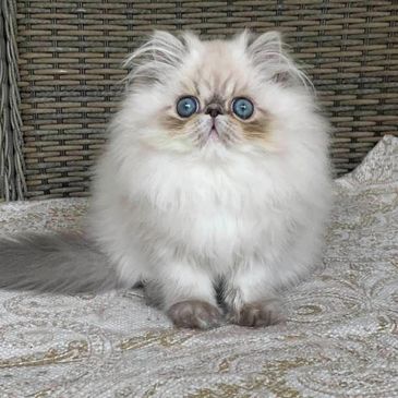Fluffy white cat with striking blue eyes sitting on a patterned surface.