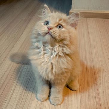Fluffy cream-colored kitten with curious eyes sitting on a wooden floor.