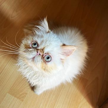 Fluffy white cat with big blue eyes looking up on wooden floor.