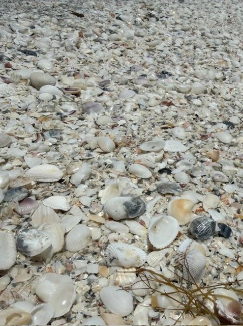 shells.jpeg