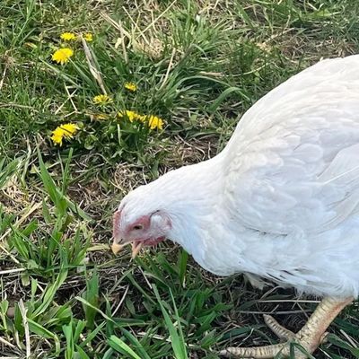 Free- range pasture-raised chicken