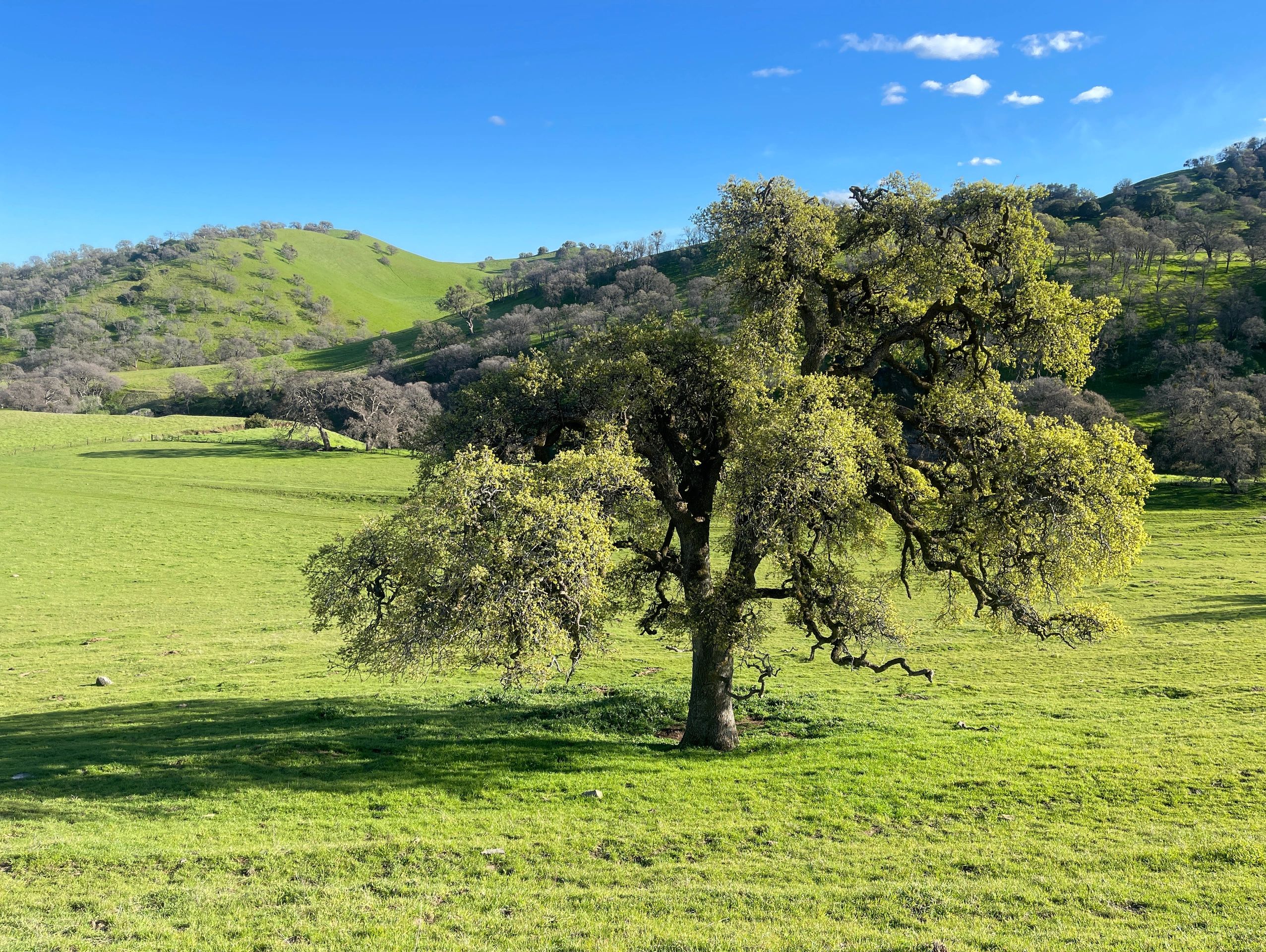 A large tree in a green grassy field under a clear blue sky.