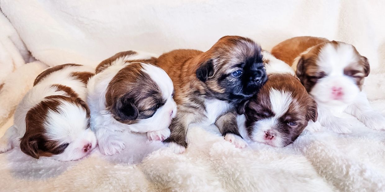 cute puppies fur babies best friend Shih Tzu dog tiny puppy little baby Florida pup dobie