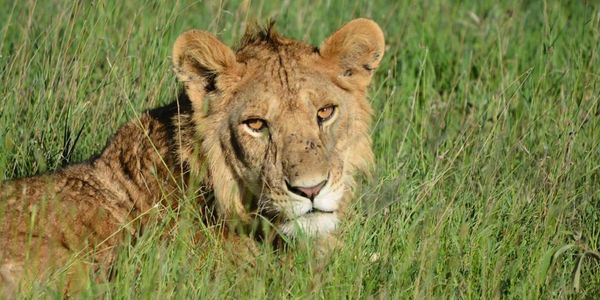 Serengeti Safari 