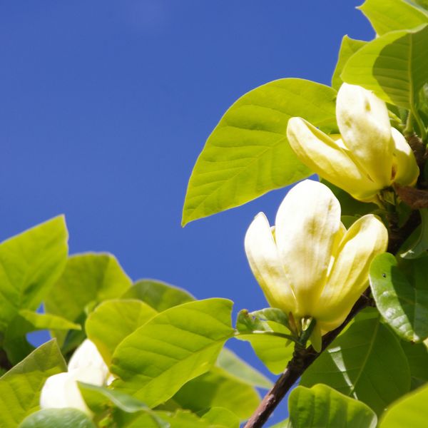 Yellow magnolia flowers blooming against a clear blue sky.