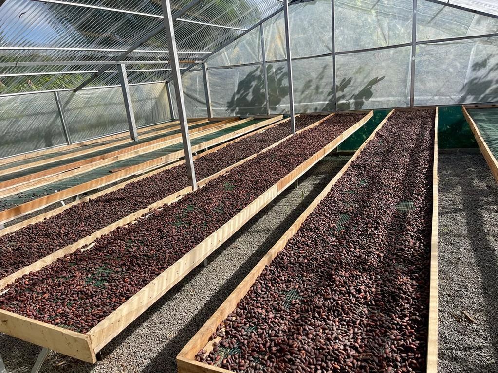Secador de Cacao