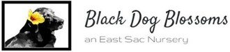 Black Dog Blossoms