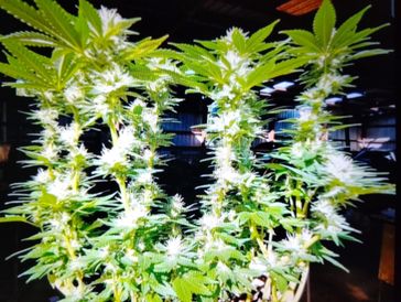 Nuestro amor y propósito con esta bendición del universo va mas alla de solo crecer y cosechar. 