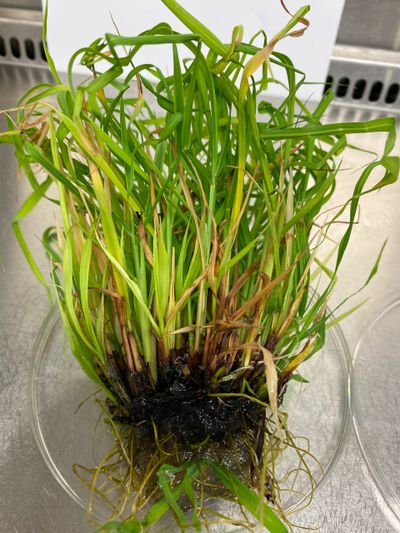 Fresh green grass with roots visible in a clear container on a sink.