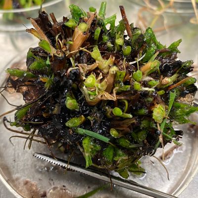 Close-up of a plant clump with green shoots and roots on a glass surface.