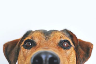 Close-up of a curious dog's face.