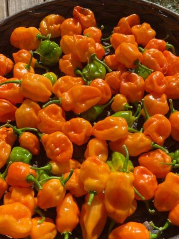 We never use artificial colors, synthetic thickeners, or anything that doesn’t belong in real food.