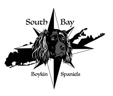 SouthBayBoykinSpaniels