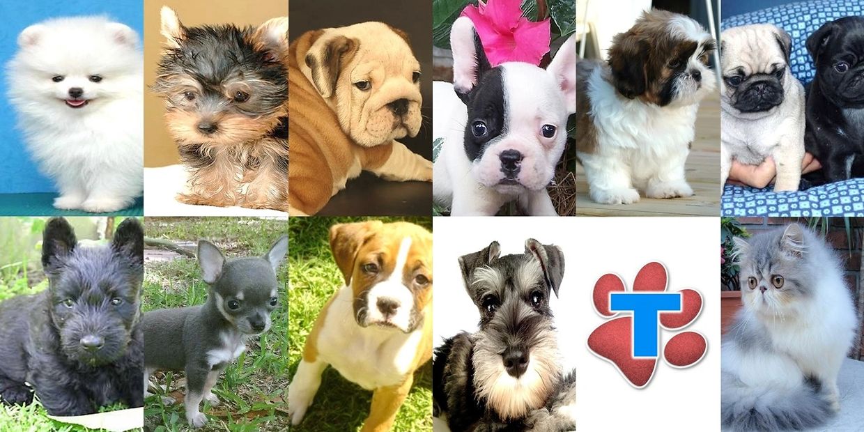 cachorritos cachorros finos en venta registrados pedigri pedigree internacional garantia