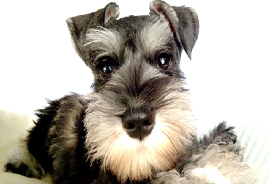 Cachorros Schnauzer Miniatura en Venta - TopDog | TopDog