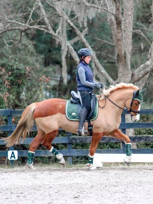 New Forest Pony showing off a great trot