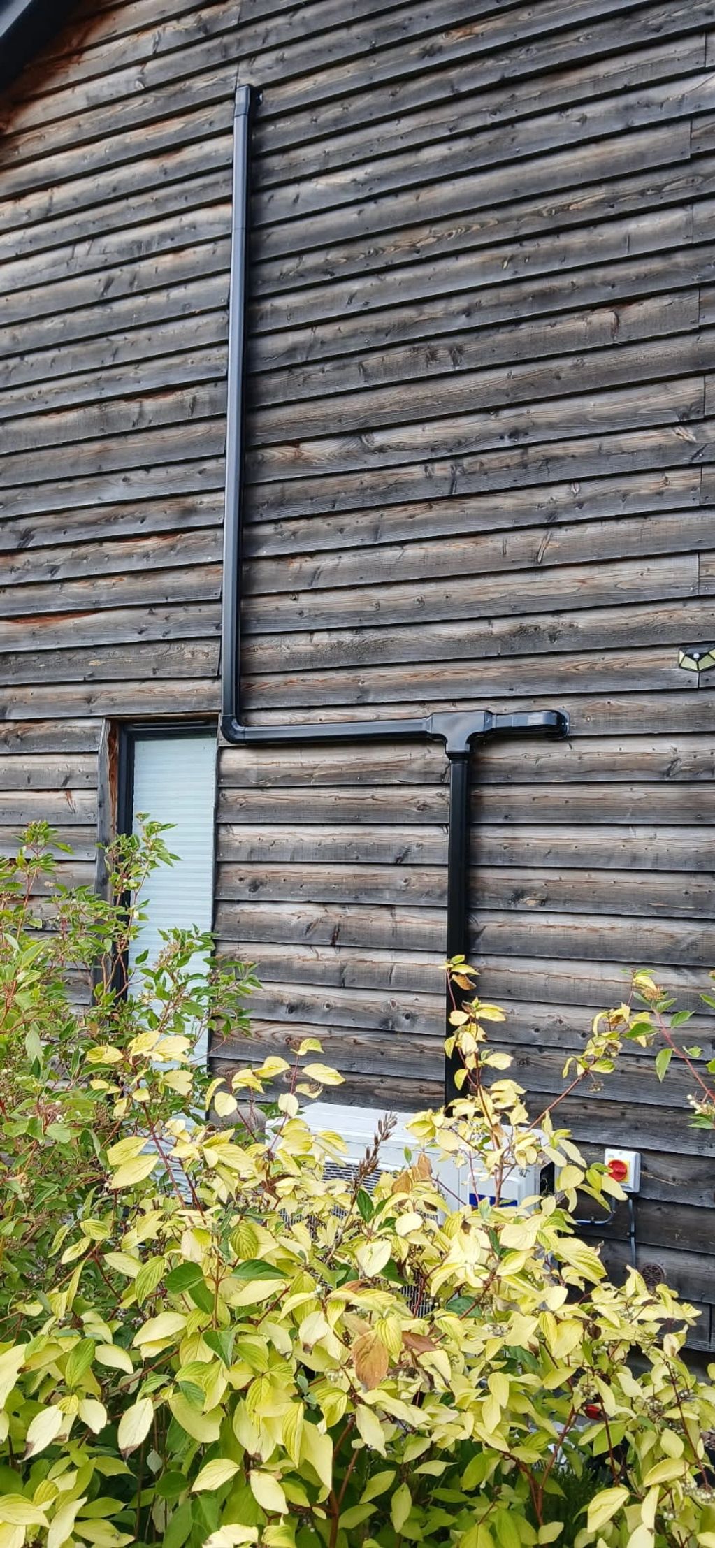 Black rain gutter pipe on a wooden house wall with green and yellow plants.
