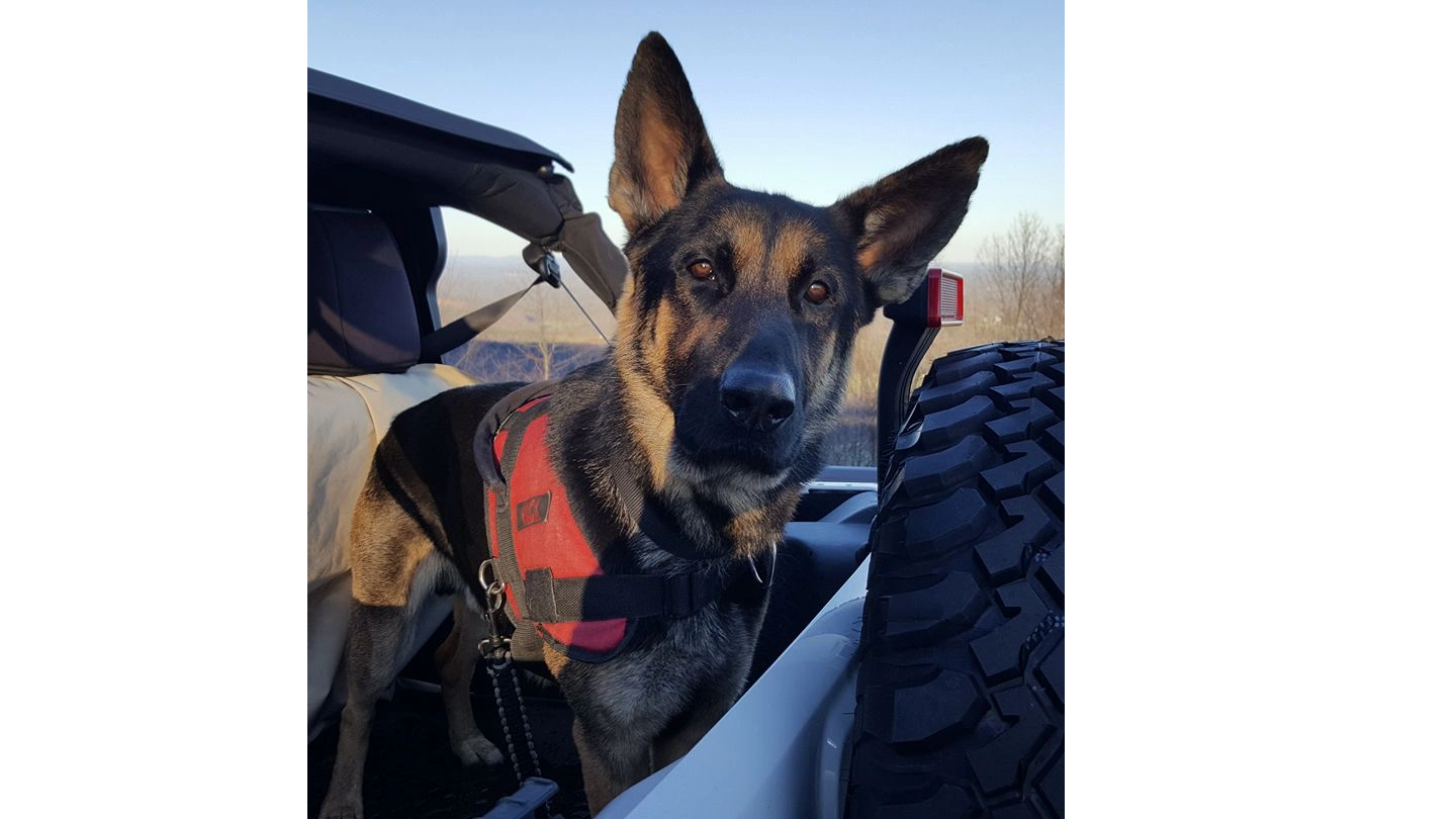 Gray Wolf K9, LLC Dog Training, Dog Trainer, Dog Obedience