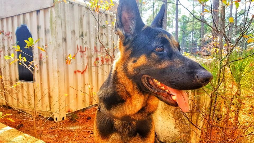 Gray Wolf K9, LLC Dog Training, Dog Trainer, Dog Obedience