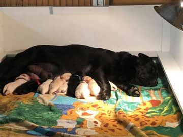 Tess and Ed welcomed 9 happy babies on May 4, 2019!  7 yellow and 2 black.  
