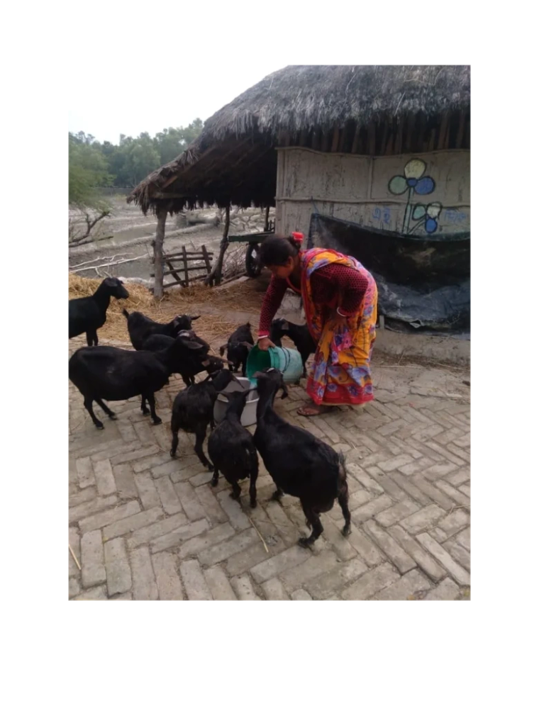 Purbasha livelihood — goat rearing