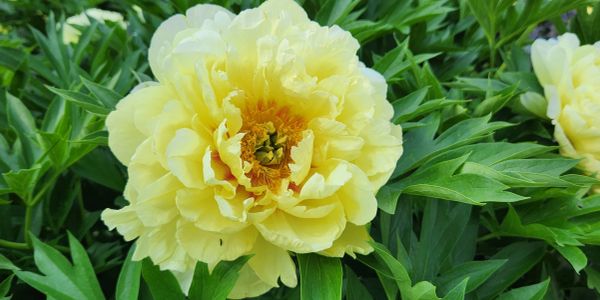 Close-up of a vibrant yellow peony flower surrounded by lush green leaves.