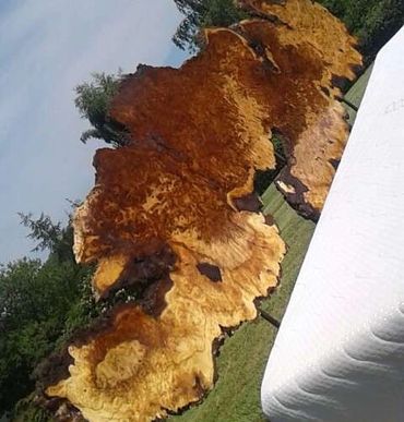 Burr oak head board