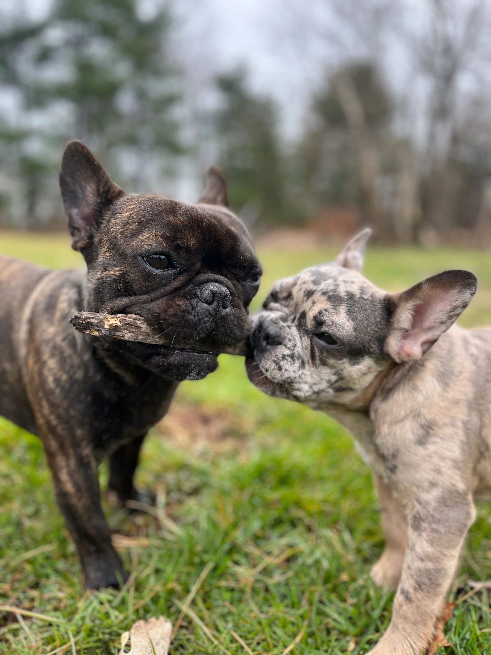 Exotic Frenchie's CT