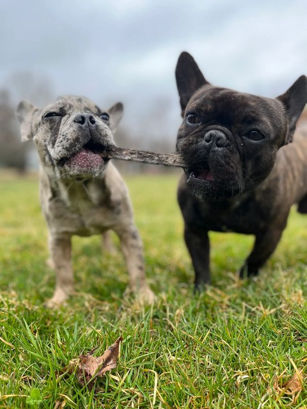 Exotic Frenchie's CT