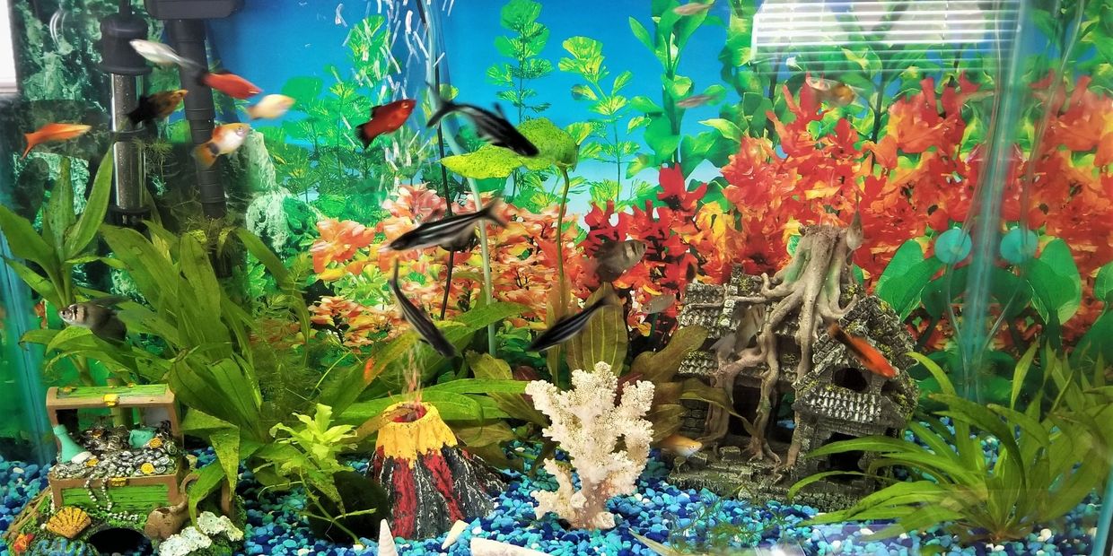 Make Regular Fish Tank Maintenance a Priority - Fish Vet