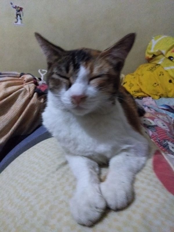 My littly cat before its went dying after July 7, 2023