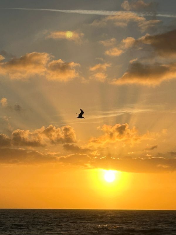 A bird flies over the ocean at sunset.