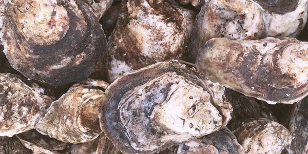 A pile of Nomini Bay oysters