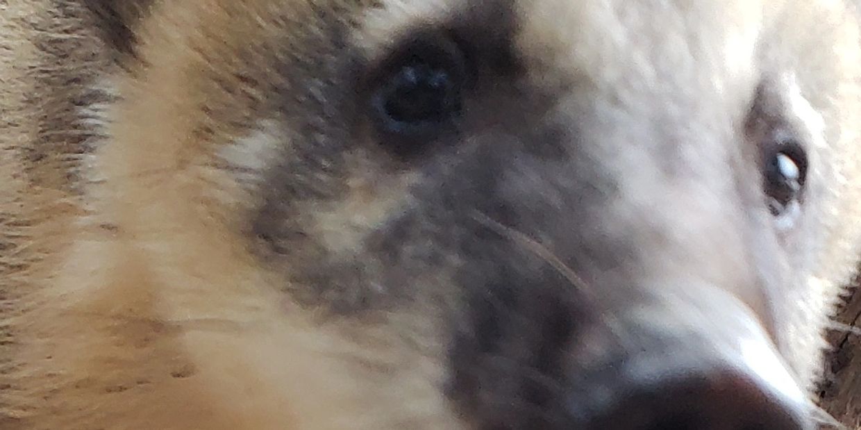 Animals Unlimited Travelling Zoo, Party, Petting Zoo's Pony Rides