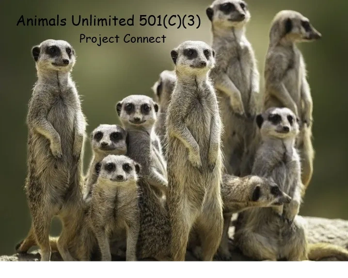 MeerKat Colony, or Clan