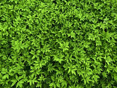 funding opportunities for conservation projects