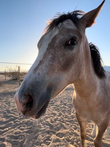 An image of a cream colored horse