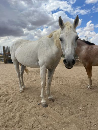 A white horse in the foreground and a cream/brown horse obstructed
