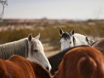 Mustangs huddled together. 
@coygutirrez